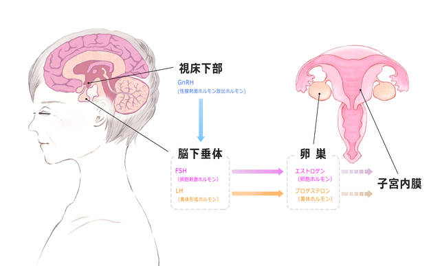 エストロゲン分泌の流れ